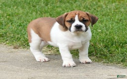 Beabull dogs for sale: Angie - Image 2