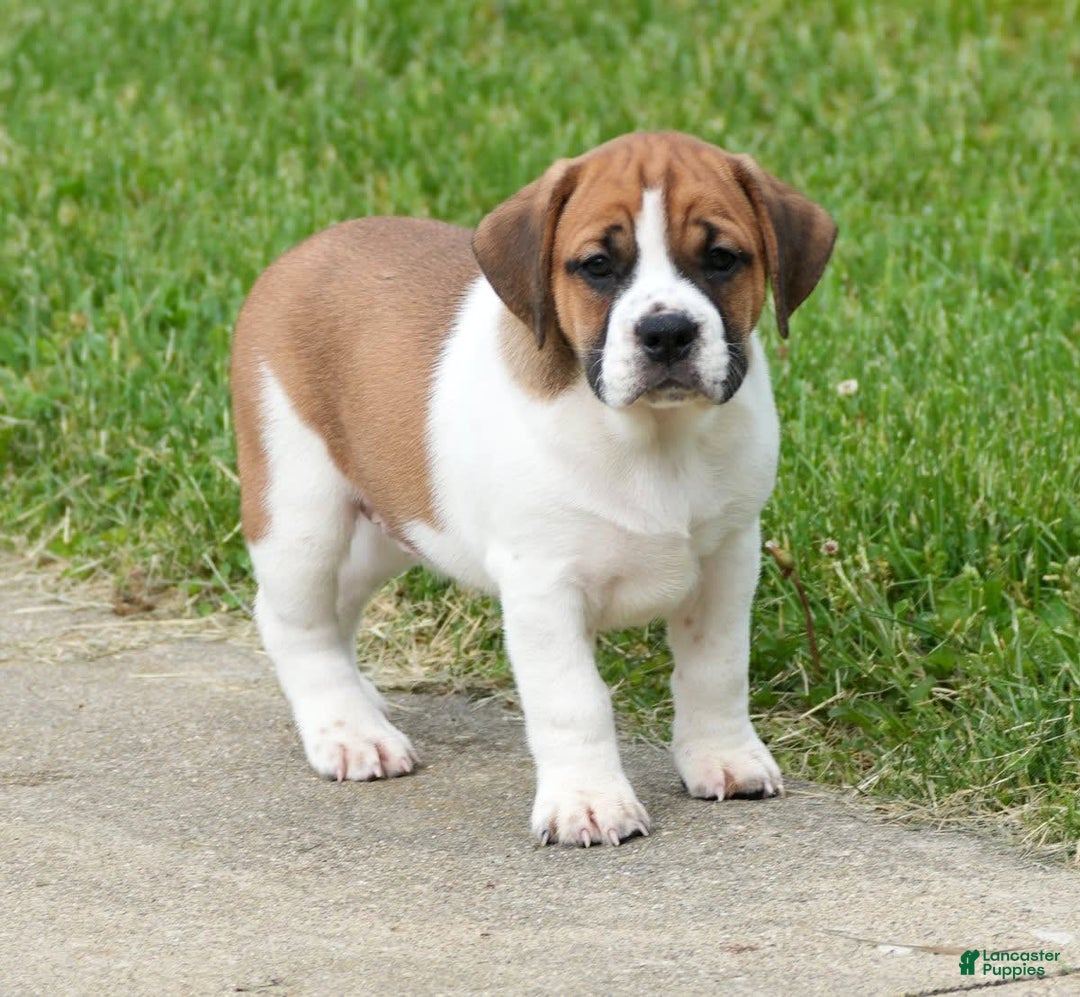 Beabull dogs for sale: Angie - Image 2