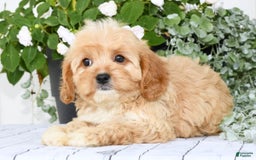 Cavapoo dogs for sale: Brandon - Image 3