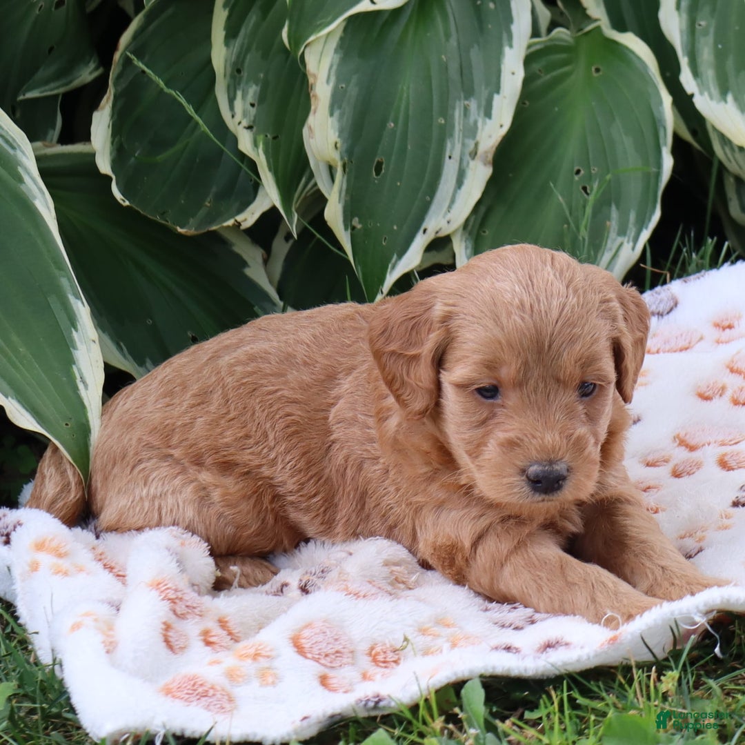 Mini Goldendoodle dogs for sale: Austin - Image 5