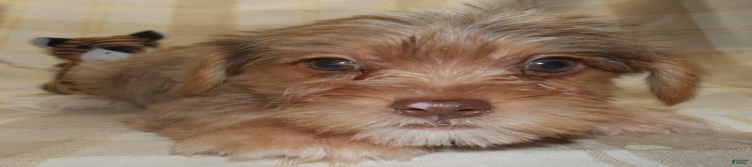 Duke
