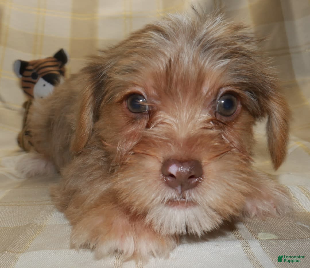 Yorkshire Terrier dogs for sale: Duke - Image 1