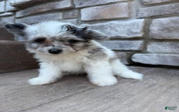 Pomapoo dogs for sale: Maverick - Image 6