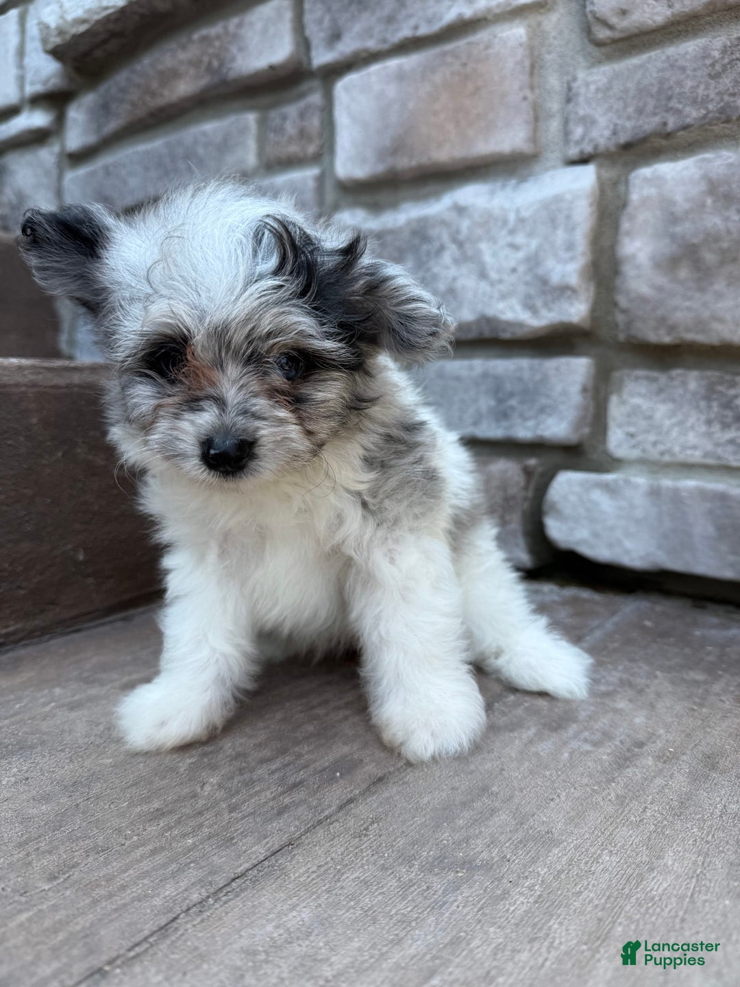 Pomapoo dogs for sale: Maverick - Image 6