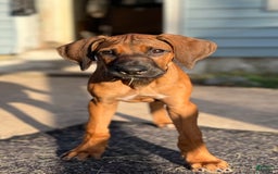 Rhodesian Ridgeback dogs for sale: Purple - Image 4