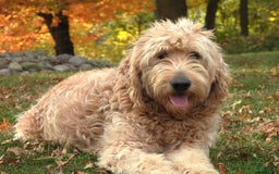 Mini Goldendoodle dogs for sale: Violet F1b - Image 9