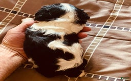 Cavalier King Charles Spaniel dogs for sale: Tri - Image 13