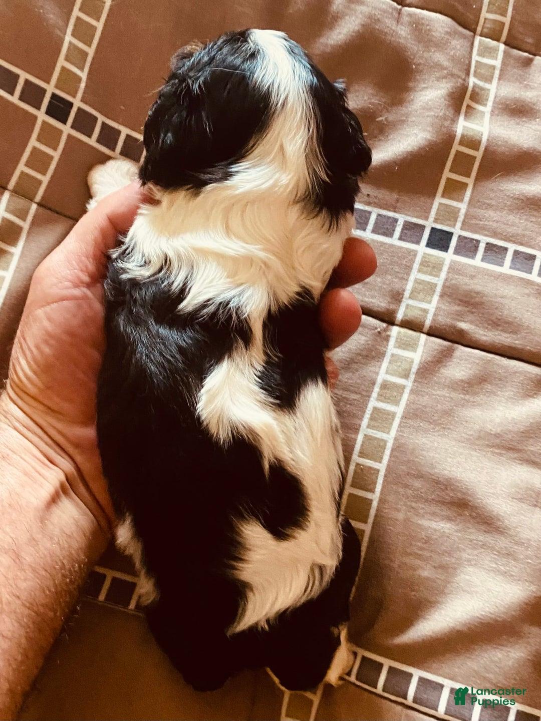 Cavalier King Charles Spaniel dogs for sale: Tri - Image 13