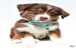 Australian Shepherd dogs for sale: Kody - Image 2