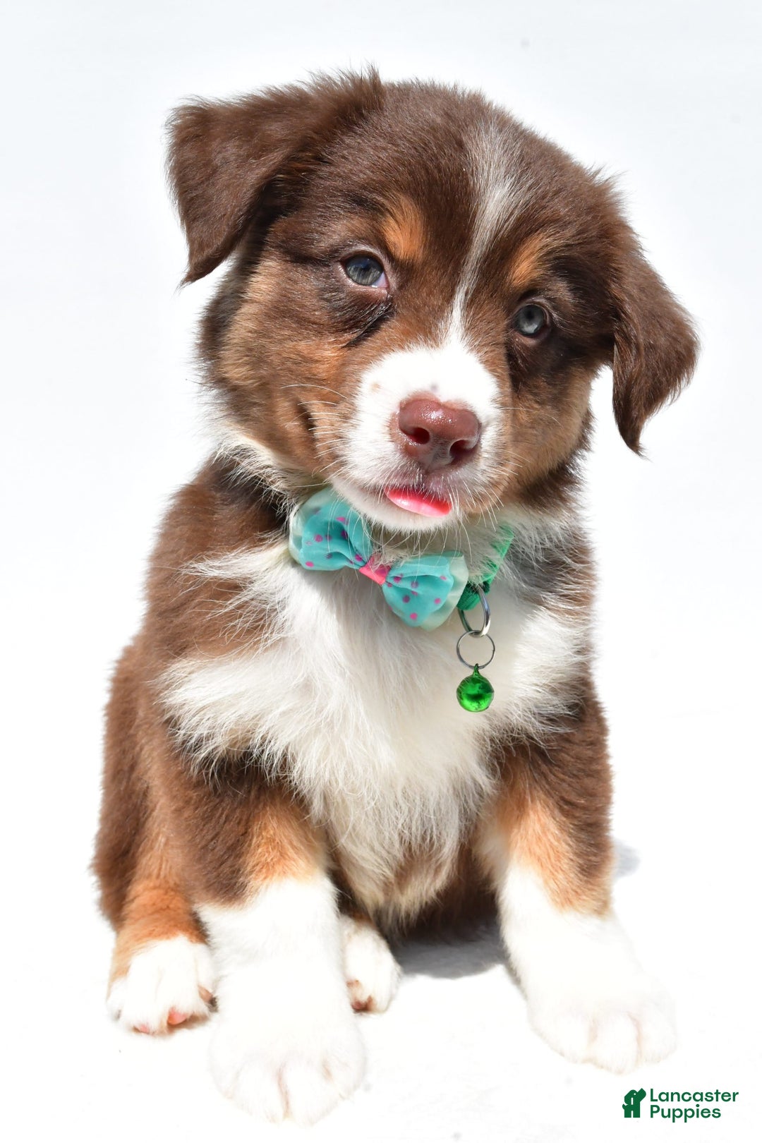 Australian Shepherd dogs for sale: Kody - Image 2
