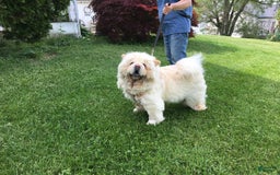 Chow Chow dogs for sale: SLM Red Female - Image 3