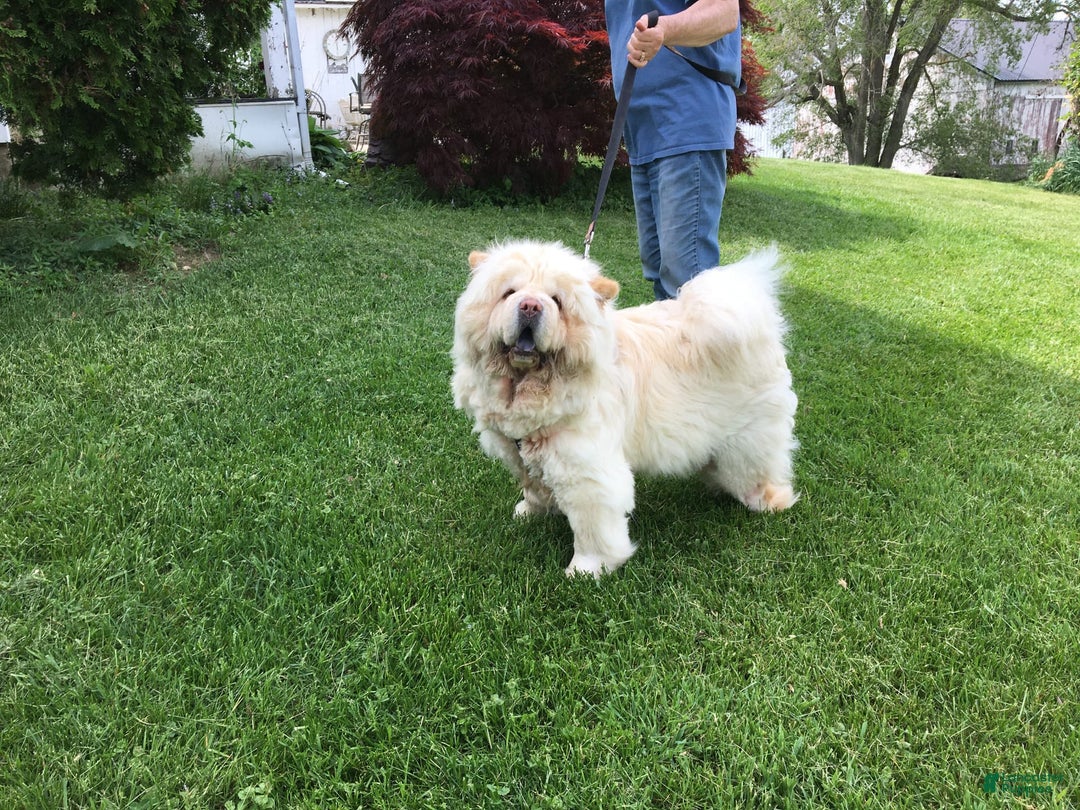 Chow Chow dogs for sale: SLM Red Female - Image 3