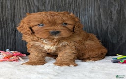 Cavapoo dogs for sale: Toby - Image 4