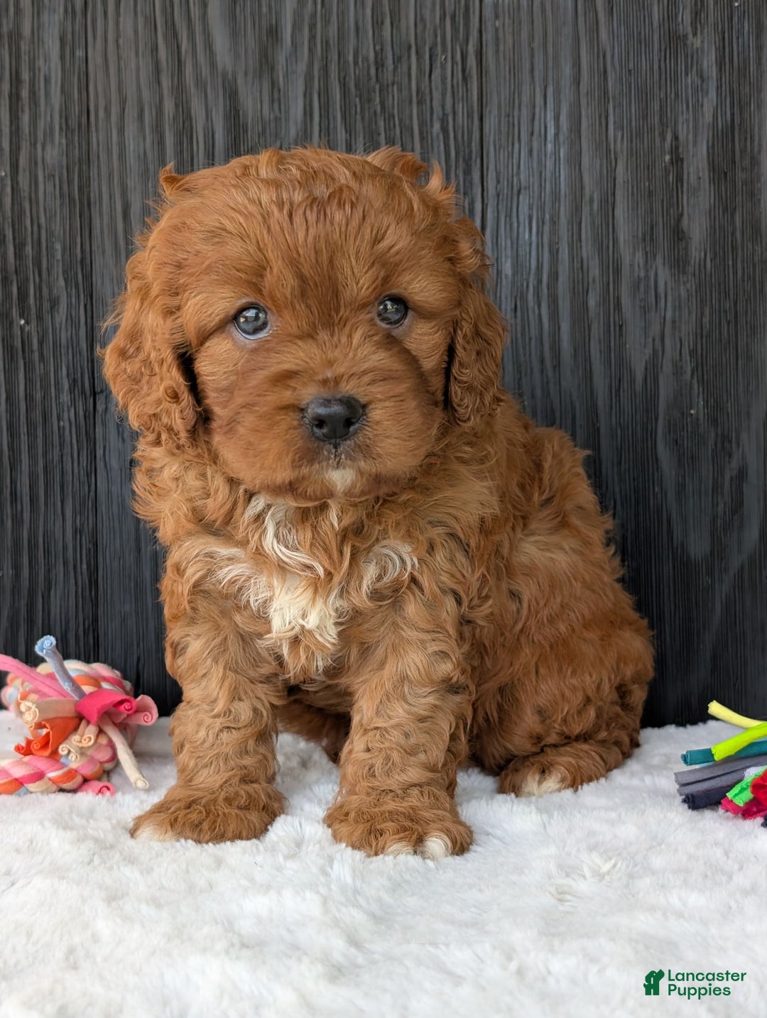 Cavapoo dogs for sale: Toby - Image 4