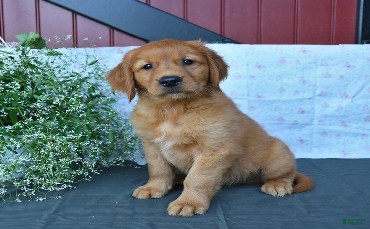Golden Retriever dogs - Advert 9