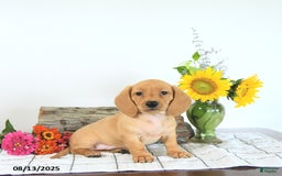 Miniature Dachshund dogs for sale: Mack - Image 1