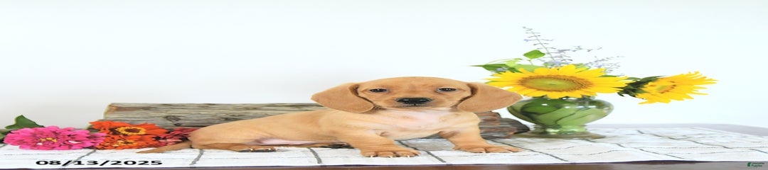 Mack
