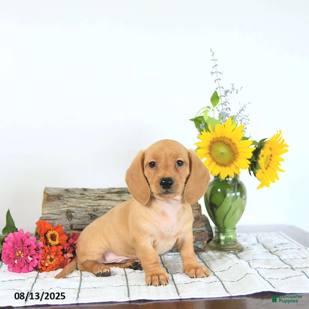 Miniature Dachshund dogs for sale: Mack - Image 1