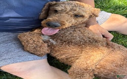 Standard Poodle dogs for sale: Ike - Image 2
