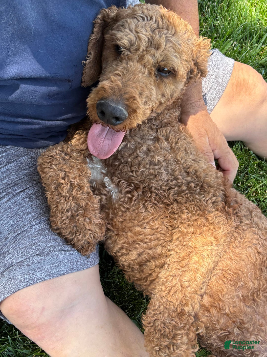 Standard Poodle dogs for sale: Ike - Image 2