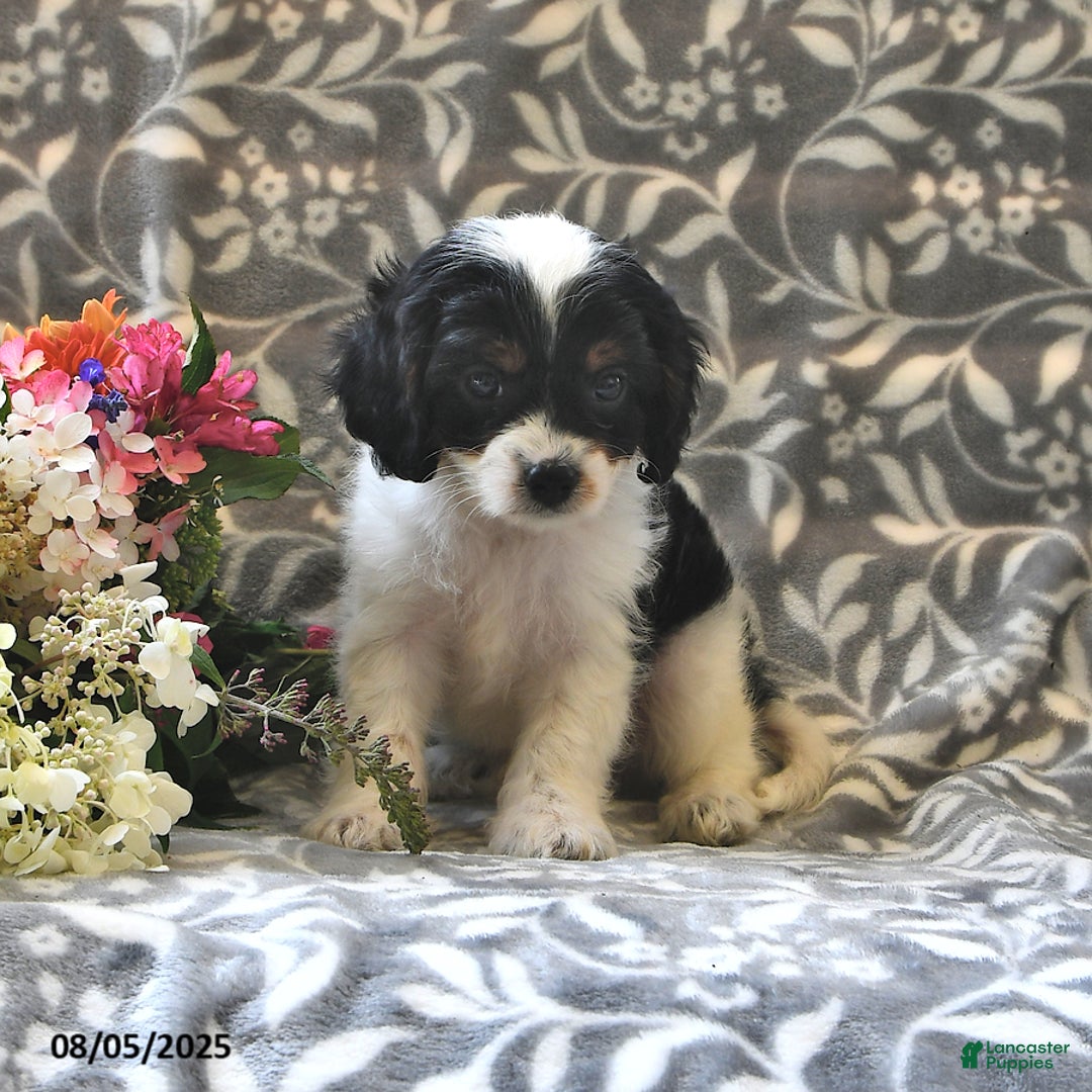 Cavapoo dogs for sale: Bingo - Image 4