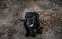 Goldador dogs for sale: Yellow - Image 2