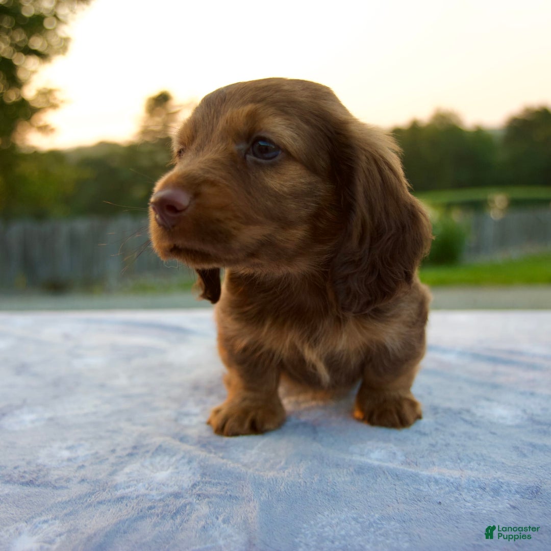 Miniature Dachshund dogs for sale: Omar - Image 2