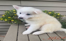 American Eskimo dogs for sale: Spencer - Image 4