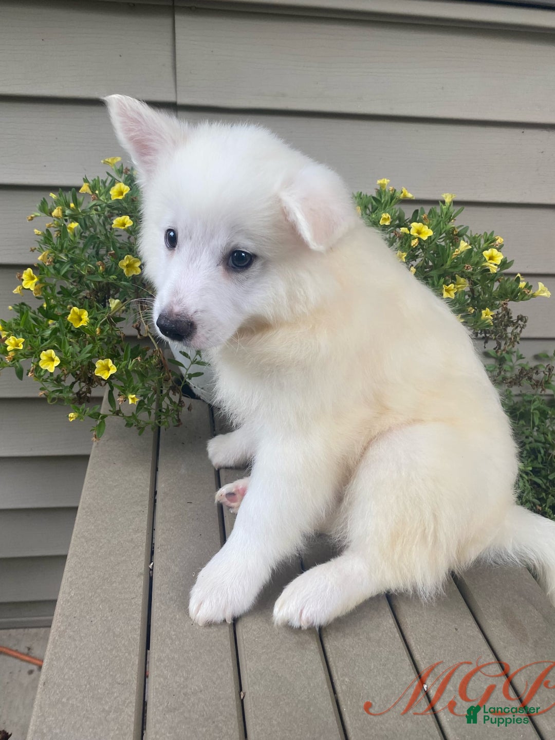 American Eskimo dogs for sale: Spencer - Image 4
