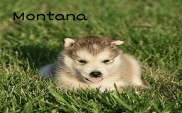 Alaskan Malamute dogs for sale: Puppy 2 - Image 1