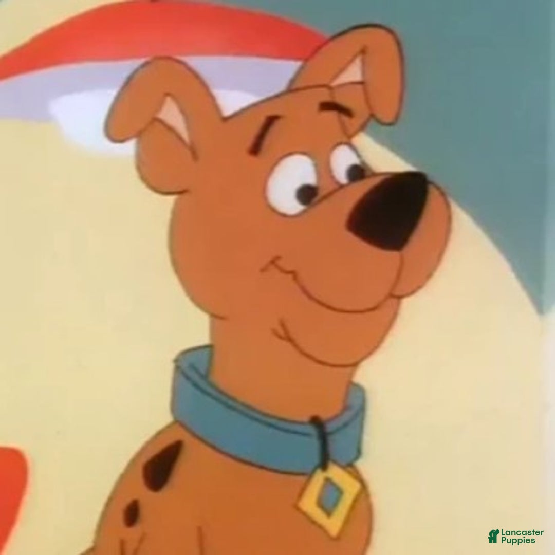 Great Dane dogs for sale: Scooby Doo - Image 4