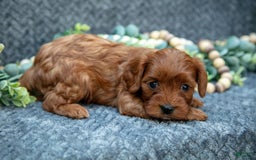 Cavapoo dogs for sale: Cavapoo 5 puppies - Image 14