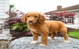 Goldendoodle dogs for sale: Cupcake - Image 4