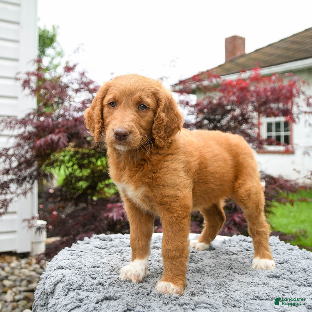 Goldendoodle dogs for sale: Cupcake - Image 4