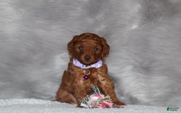 Mini Goldendoodle dogs for sale: Cami - Image 22