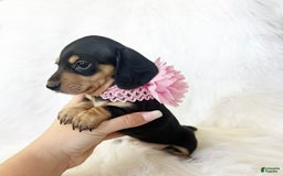 Miniature Dachshund dogs for sale: Akc Lola - Image 6