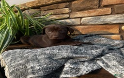 German Shorthaired Pointer dogs for sale: Jade - Image 6