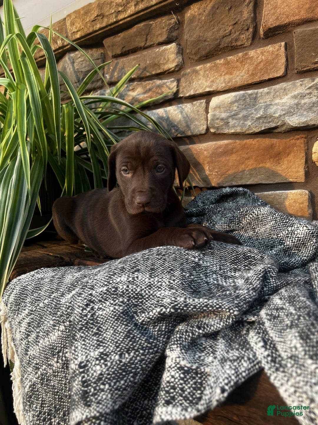 German Shorthaired Pointer dogs for sale: Jade - Image 6
