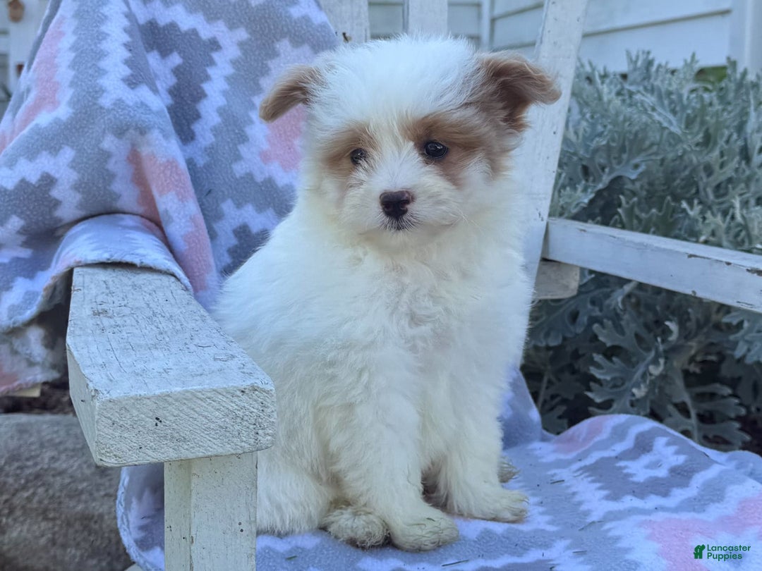 Miniature Poodle dogs for sale: Betsy - Image 4