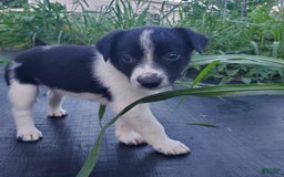 Border Collie dogs for sale: Woof Woof - Image 2