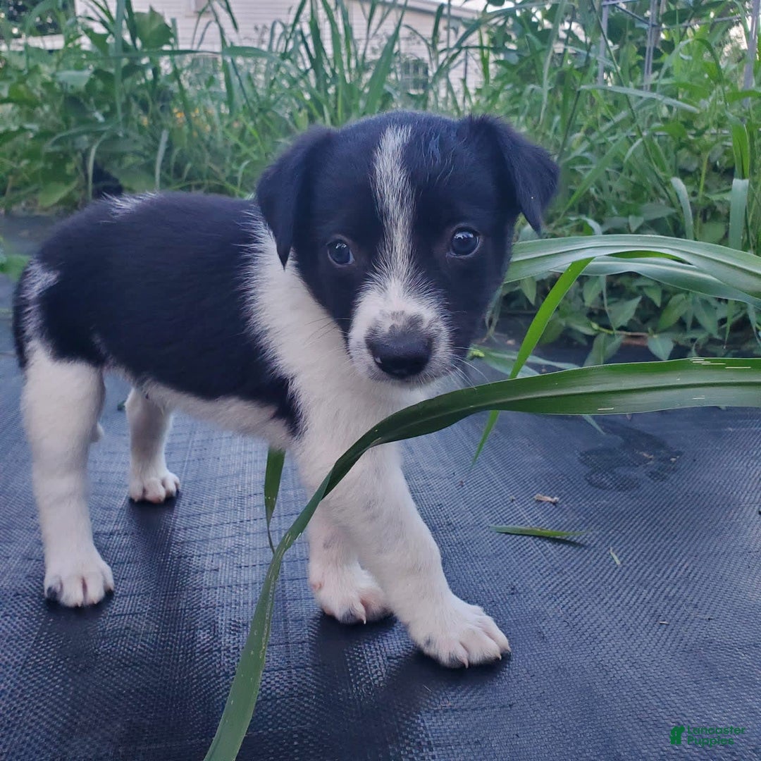 Border Collie dogs for sale: Woof Woof - Image 2