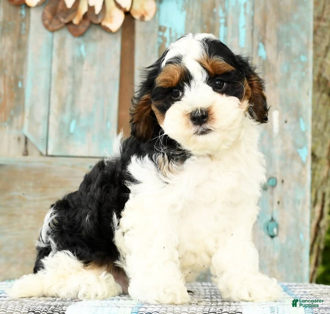 Cavapoo dogs for sale: Knight - Image 7