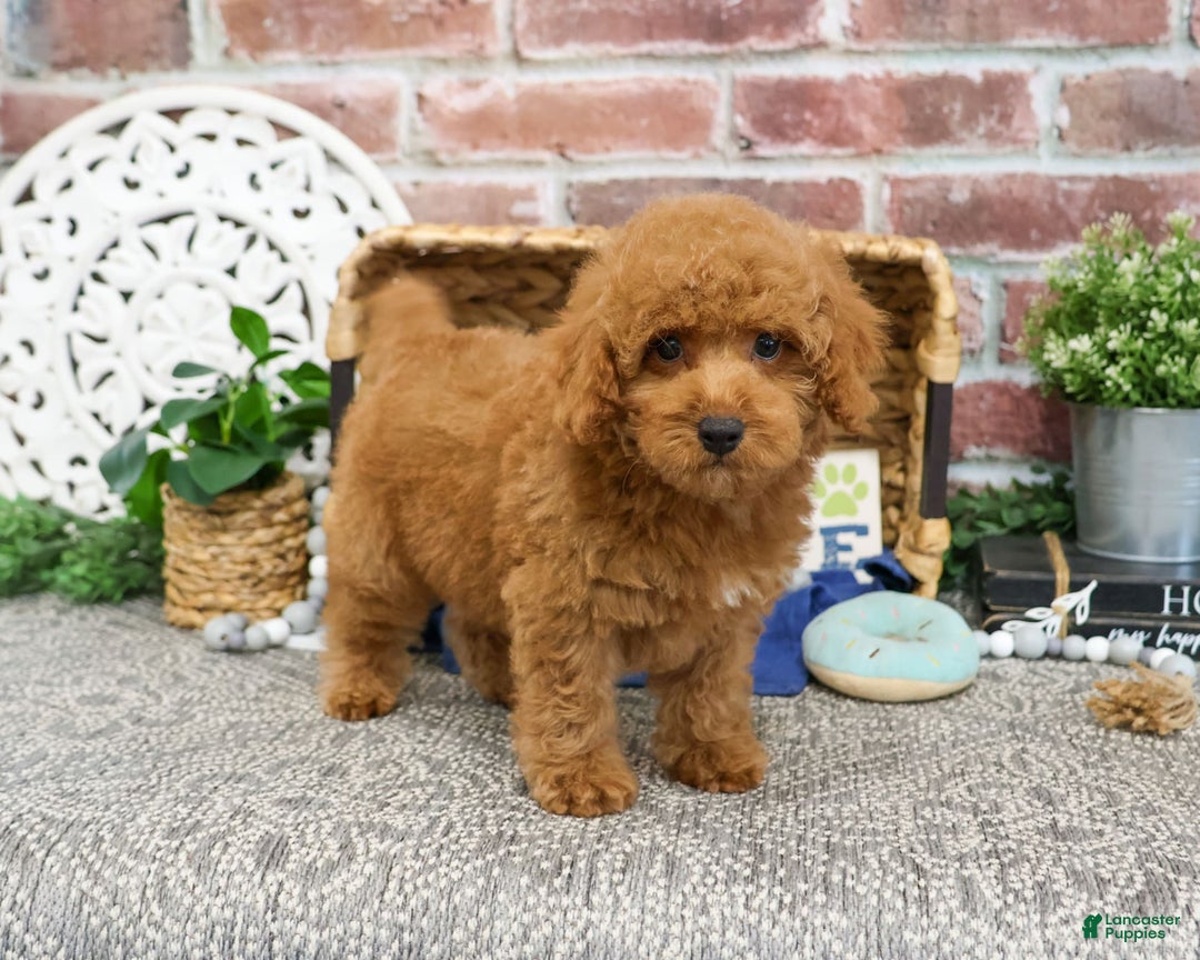 Miniature Poodle dogs for sale: Rico - Image 7