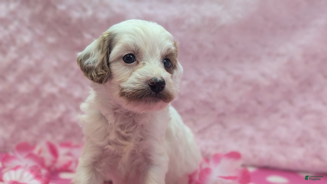 Cavapoo dogs for sale: Forky - Image 14