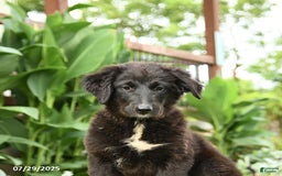 Australian Shepherd dogs for sale: Bella - Image 13