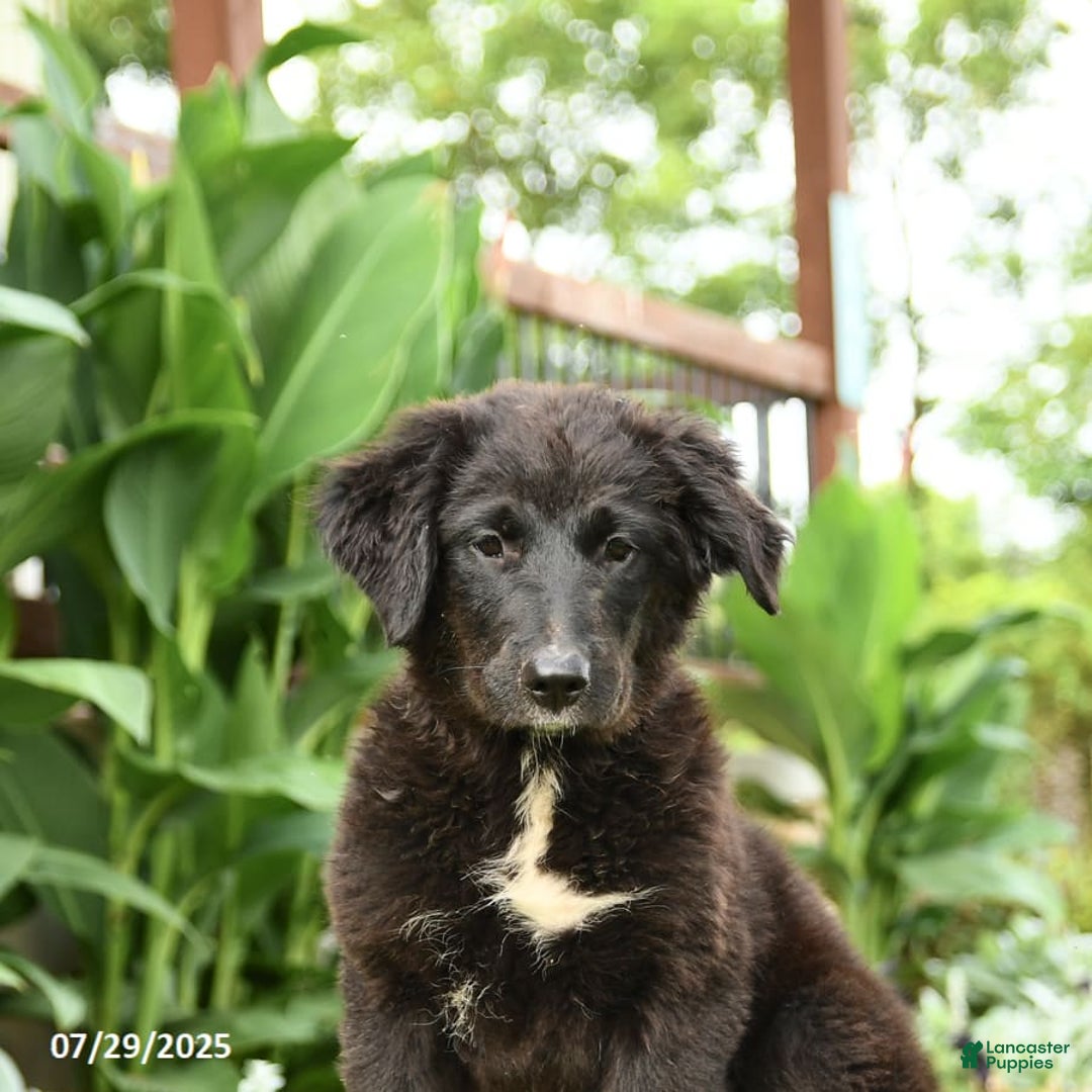 Australian Shepherd dogs for sale: Bella - Image 13