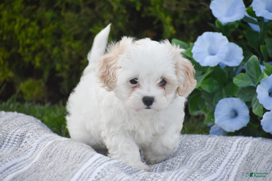 Cavapoo dogs for sale: Harmony - Image 4