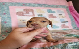 Miniature Dachshund dogs for sale: Cora - Image 2