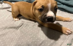 Mountain Cur dogs for sale: Daisy - Image 2
