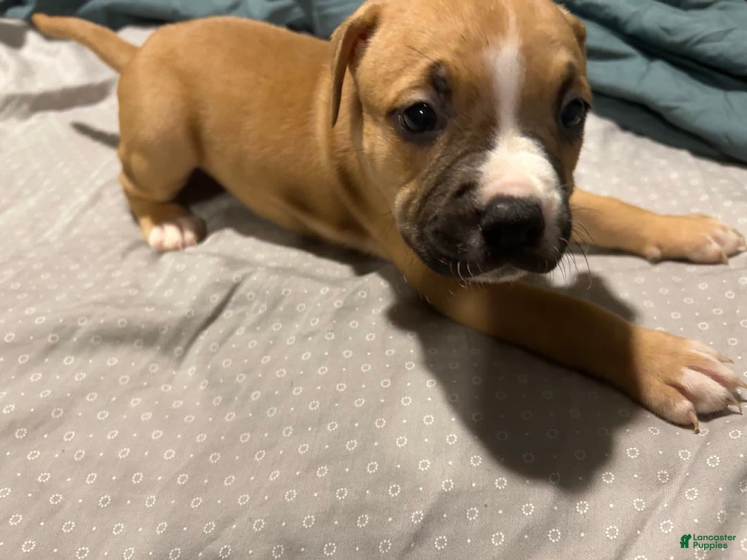 Mountain Cur dogs for sale: Daisy - Image 2